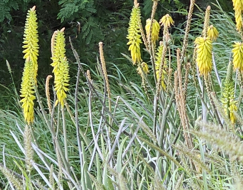 Aloe vacillans