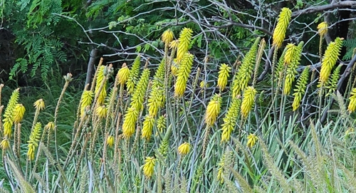 Aloe vacillans