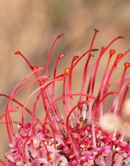 Grevillea decora