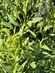 Solidago gigantea