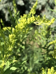 Solidago gigantea