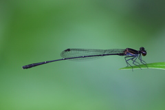 Prodasineura autumnalis