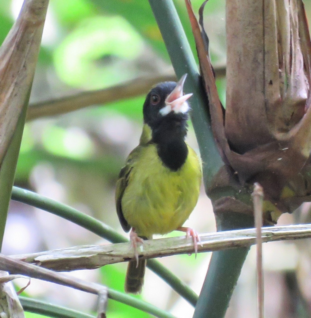 Yellow-Breasted Tailorbird