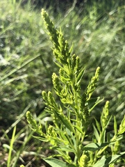 Solidago gigantea