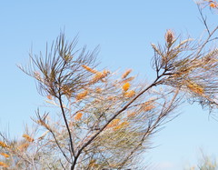 Grevillea pteridifolia