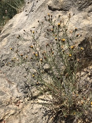 Erigeron petrophilus