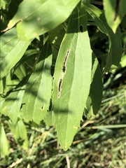 Solidago gigantea