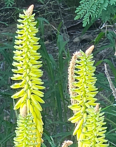 Aloe vacillans