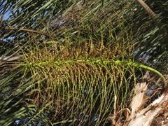 Syagrus romanzoffiana
