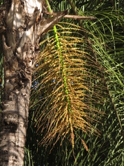 Syagrus romanzoffiana