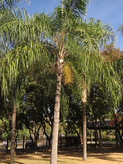 Syagrus romanzoffiana