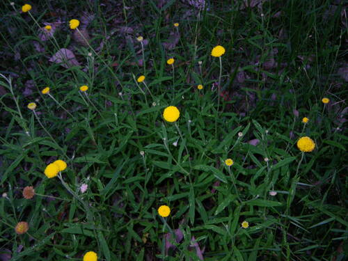 Pale Everlasting (Coronidium rutidolepis)