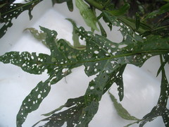 Psylliodes brettinghami