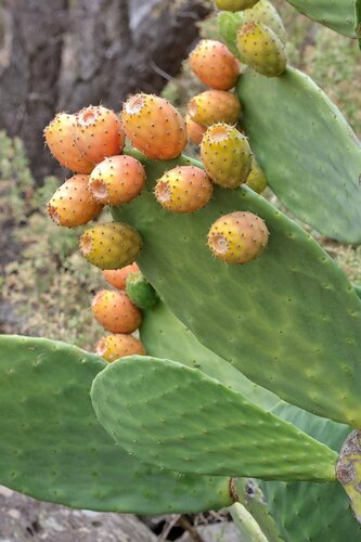 Indian fig opuntia