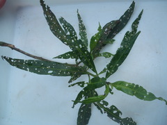 Psylliodes brettinghami