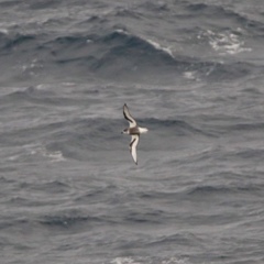 Pterodroma inexpectata
