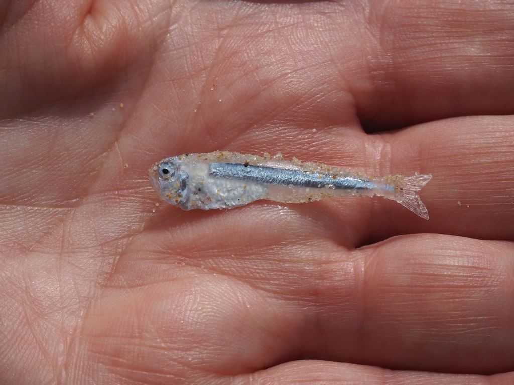 Flower of the wave (Iso rhothophilus) — Isonidae