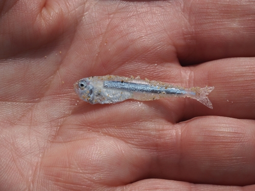 Flower of the wave (Iso rhothophilus) — Isonidae