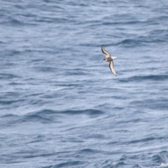 Pterodroma inexpectata