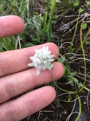 Leontopodium ochroleucum