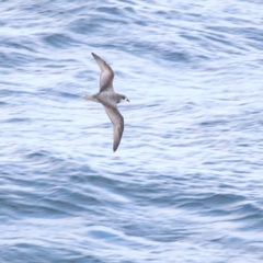 Pterodroma inexpectata