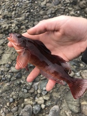 Hexagrammos lagocephalus