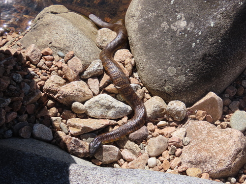 Tiger Snake sighting
