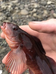 Hexagrammos lagocephalus