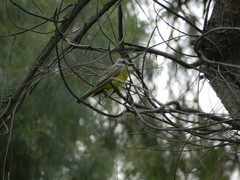Tyrannus melancholicus