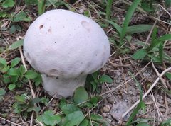 Calvatia lilacina