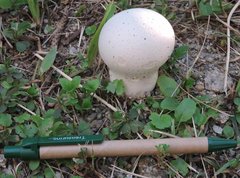 Calvatia lilacina