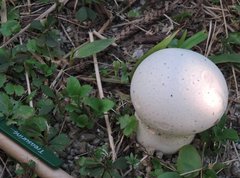 Calvatia lilacina