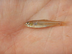 Notropis sabinae