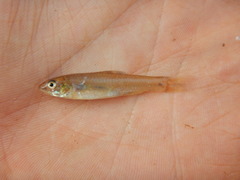 Notropis sabinae