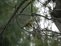 Tyrannus melancholicus
