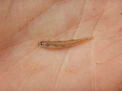 Etheostoma chlorosoma