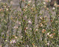 Lithomyrtus microphylla