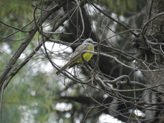 Tyrannus melancholicus