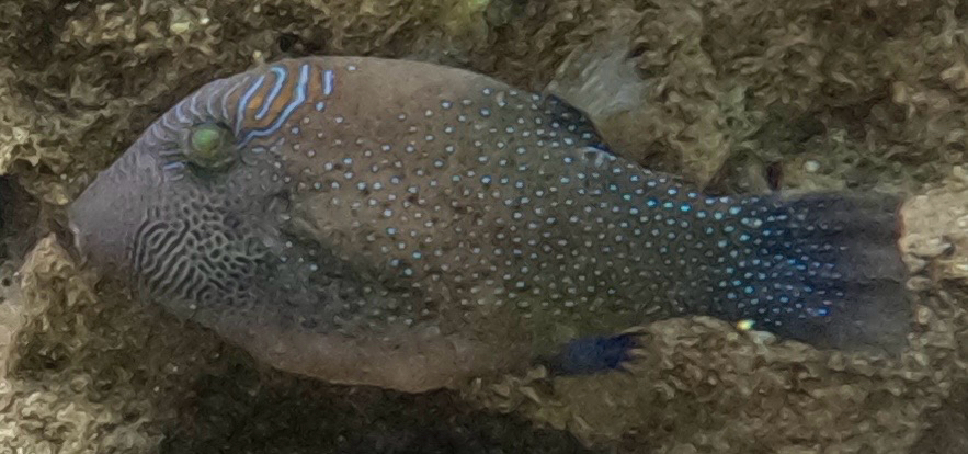 Spider-eye puffer