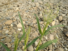 Panicum miliaceum ruderale