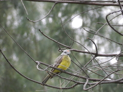 Tyrannus melancholicus
