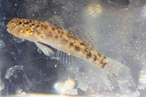 Cocos frillgoby (Bathygobius cocosensis) — Gobiidae — 5