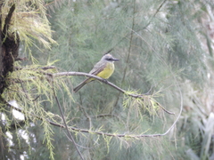 Tyrannus melancholicus