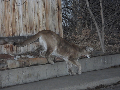 North American Mountain Lion photographed in Colorado