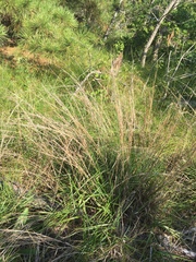 Schizachyrium littorale