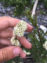 Spiraea alpina