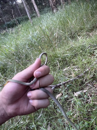 Common Tree Snake sighting