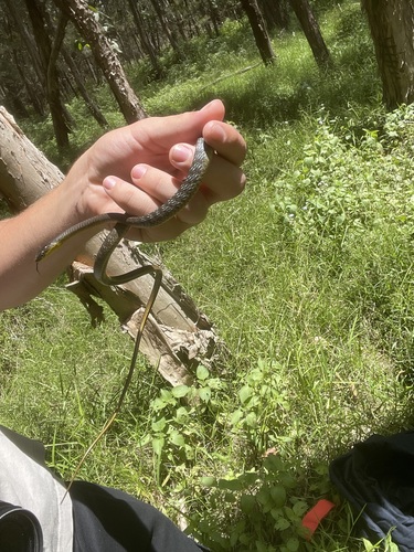 Common Tree Snake sighting