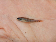 Etheostoma gracile