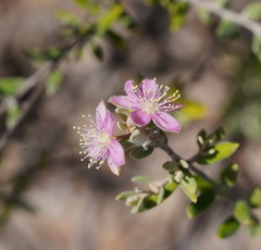Lithomyrtus microphylla
